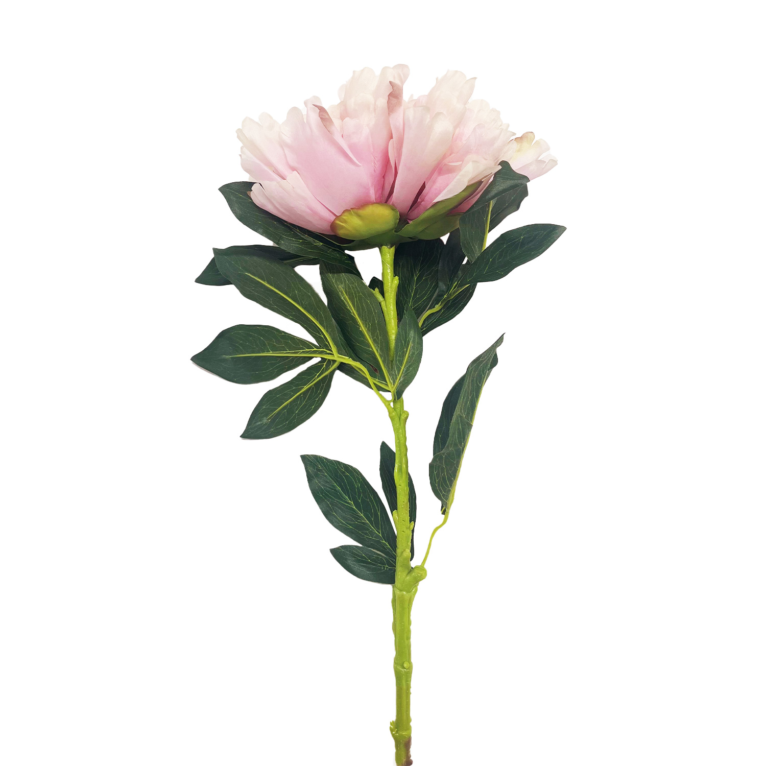 ImPres Peony Rose Standard Stem Light Pink